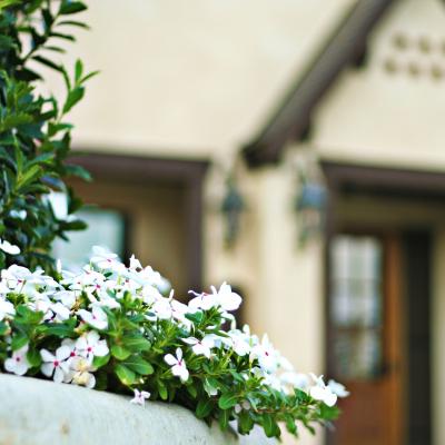 Photo of flowers with a building storefront blurred in the background